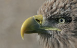 &copy; Paul Underhill&nbsp;&nbsp;<em>Primal Power*</em>