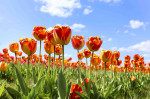 &copy; Sue Haddrill&nbsp;&nbsp;<em>Reaching for the Sky NFS</em>