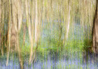 &copy; Tim Fearon&nbsp;&nbsp;<em>Bluebell Haze</em>
