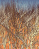 &copy; Yvonne Fairclough&nbsp;&nbsp;<em>In the Barley Field  *</em>
