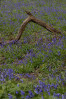 &copy; Andy Best&nbsp;&nbsp;<em>Arching Over The Bluebell Carpet</em>