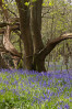 &copy; Andy Best&nbsp;&nbsp;<em>Bluebells Under The Tree</em>