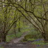 &copy; Andy Best&nbsp;&nbsp;<em>Woodland Bluebells</em>
