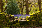 &copy; Andy Best&nbsp;&nbsp;<em>Bluebells Over Stone Wall</em>