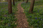 &copy; Andy Best&nbsp;&nbsp;<em>Woodland Paths Through Bluebells</em>