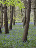 &copy; Gill Pinkerton&nbsp;&nbsp;<em>Bluebell Alley</em>