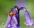 &copy; Mike Mellers&nbsp;&nbsp;<em>bluebell & visitor</em>