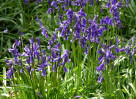 &copy; Mike Mellers&nbsp;&nbsp;<em>bluebell cluster</em>