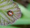 &copy; Mike Mellers&nbsp;&nbsp;<em>multi spotted ladybird</em>