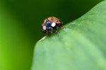 &copy; Tim Fearon&nbsp;&nbsp;<em>Watch out, aphids!</em>