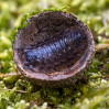 &copy; Tim Fearon&nbsp;&nbsp;<em>Woodlouse in Acorn Cup</em>