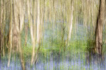 &copy; Tim Fearon&nbsp;&nbsp;<em>Bluebell Haze</em>