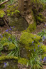 &copy; Andy Best&nbsp;&nbsp;<em>Bluebells And Moss Covered Stones</em>