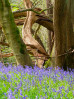 &copy; Caitlin Hampson&nbsp;&nbsp;<em>Base bluebells</em>