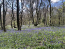 &copy; Gill Pinkerton&nbsp;&nbsp;<em>Bluebells - on mobile</em>