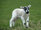 &copy; Mike Mellers&nbsp;&nbsp;<em>newby lamb</em>