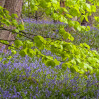 &copy; Rodney Dinnen&nbsp;&nbsp;<em>Beech bluebell</em>