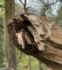&copy; Sharon Floyd&nbsp;&nbsp;<em>Mouth of the snake tree</em>
