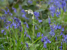 &copy; Sue Best&nbsp;&nbsp;<em>Albino In A Sea Of Blue</em>
