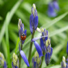 &copy; Sue Best&nbsp;&nbsp;<em>The Lady In Blue</em>