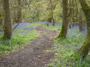 &copy; Sue Best&nbsp;&nbsp;<em>Middleton Woods</em>
