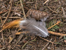 &copy; Sue Best&nbsp;&nbsp;<em>A Forest Treasure Trove</em>