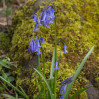 &copy; Sue Best&nbsp;&nbsp;<em>Bluebells</em>