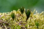 &copy; Tim Fearon&nbsp;&nbsp;<em>Macro Forest Grove</em>