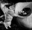 &copy; Rodney Dinnen&nbsp;&nbsp;<em>with Maine coon kitten Momo</em>