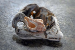 &copy; Tim Fearon&nbsp;&nbsp;<em>Nesting Shells</em>