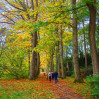&copy; SPG Member&nbsp;&nbsp;<em>Walk in the Woods</em>
