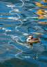 &copy; Tim Fearon&nbsp;&nbsp;<em>Water patterns with grebe</em>
