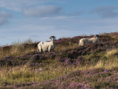 &copy; Sue Best&nbsp;&nbsp;<em>Dales Landscape</em>