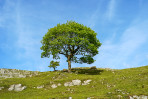 &copy; Angus King&nbsp;&nbsp;<em>Shaded Grazing</em>