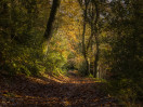 &copy; Brian Blinkhorn&nbsp;&nbsp;<em>Autumn Tunnel</em>