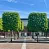 &copy; Caitlin Hampson&nbsp;&nbsp;<em>Cuboid trees at the docks</em>