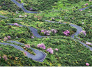 &copy; Elaine Newington Ward&nbsp;&nbsp;<em>Wild Almond trees in Gran Canaria</em>