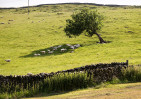 &copy; John Bentley&nbsp;&nbsp;<em>Shady tree</em>