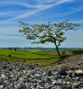 &copy; Sharon Floyd&nbsp;&nbsp;<em>At Magpie Mine</em>