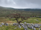 &copy; Sue Best&nbsp;&nbsp;<em>Tree In the Landscape</em>