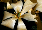&copy; Margaret Smith&nbsp;&nbsp;<em>Faded Glory</em>