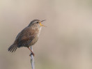 &copy; Brian Blinkhorn&nbsp;&nbsp;<em>Wren</em>
