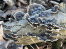 &copy; Gill Pinkerton&nbsp;&nbsp;<em>Fungus</em>