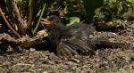 &copy; Rod Smith&nbsp;&nbsp;<em>It's Too Darn Hot</em>