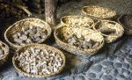 &copy; Sue Haddrill&nbsp;&nbsp;<em>Baskets of Bobbins</em>
