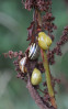 &copy; Bev Baxter&nbsp;&nbsp;<em>Autumn banquet</em>