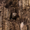 &copy; Rodney Dinnen&nbsp;&nbsp;<em>Perched on Cliff</em>