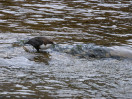 &copy; Sue Best&nbsp;&nbsp;<em>Dipper</em>
