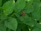 &copy; Sue Best&nbsp;&nbsp;<em>Wasp</em>