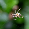 &copy; Tim Fearon&nbsp;&nbsp;<em>Spider 1</em>
